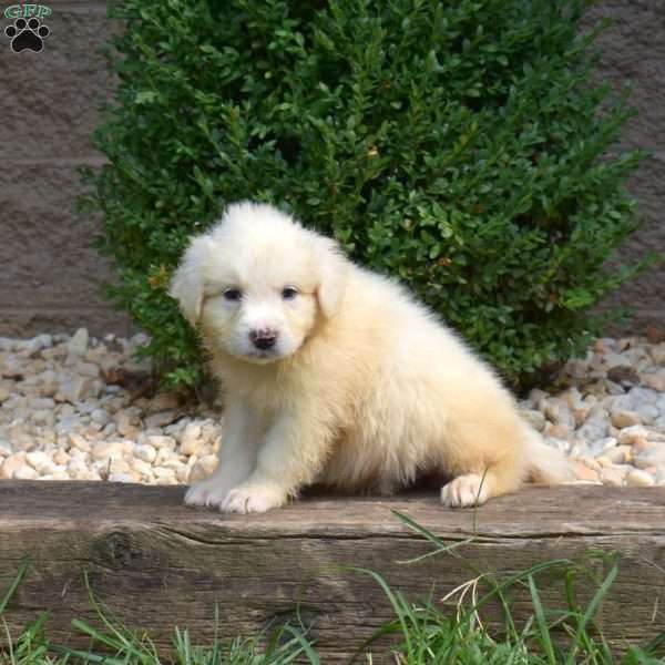 Bandit, Great Pyrenees Puppy