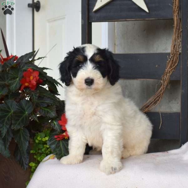 Bandit, Mini Bernedoodle Puppy