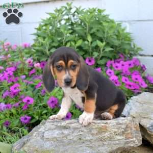 Bandit, Beagle Puppy