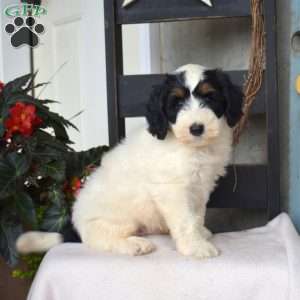Bandit, Mini Bernedoodle Puppy