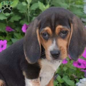 Bandit, Beagle Puppy