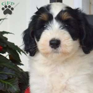 Bandit, Mini Bernedoodle Puppy