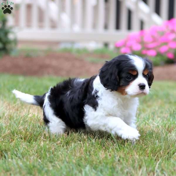 Banjo, Cavalier King Charles Spaniel Puppy