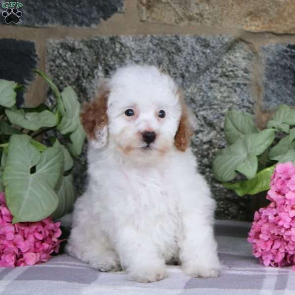 Banner, Miniature Poodle Puppy