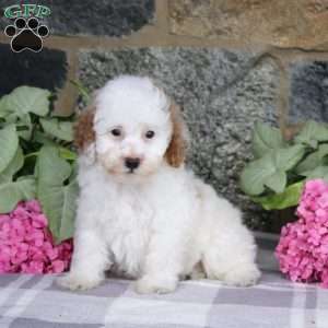 Banner, Miniature Poodle Puppy