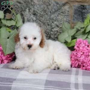 Banner, Miniature Poodle Puppy
