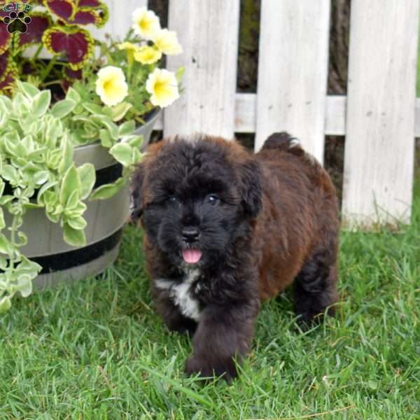 Barkley, Mini Whoodle Puppy