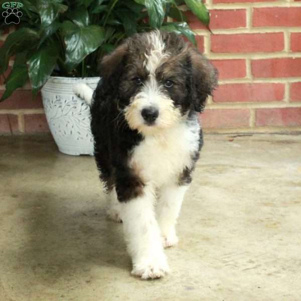 Barkley, Standard Poodle Mix Puppy
