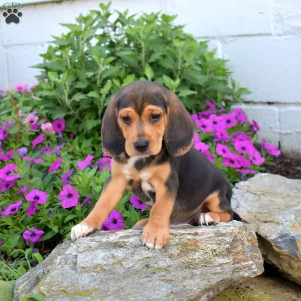 Barkley, Beagle Puppy
