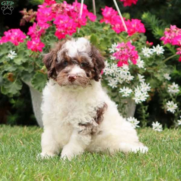 Barney, Cockapoo Puppy