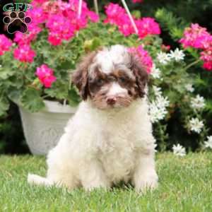 Barney, Cockapoo Puppy