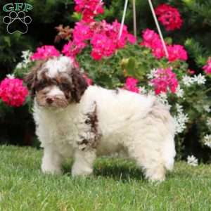 Barney, Cockapoo Puppy