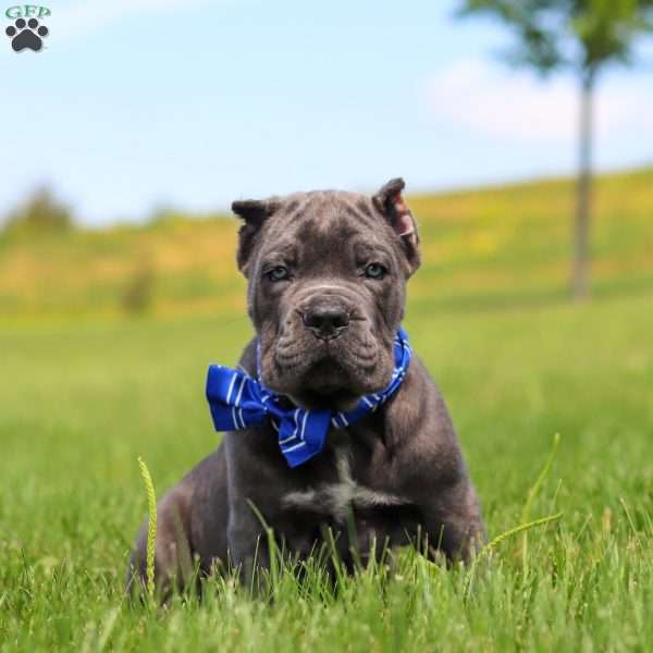 Barrett, Cane Corso Puppy