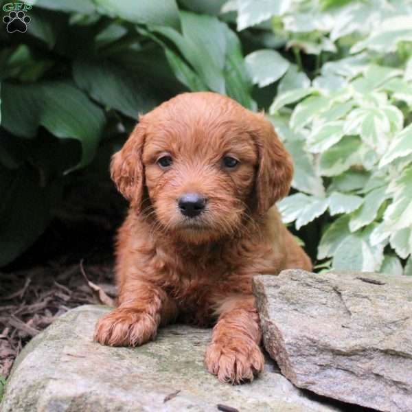 Barrett, Mini Goldendoodle Puppy
