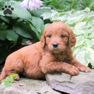 Barrett, Mini Goldendoodle Puppy