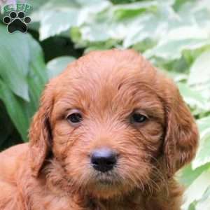 Barrett, Mini Goldendoodle Puppy