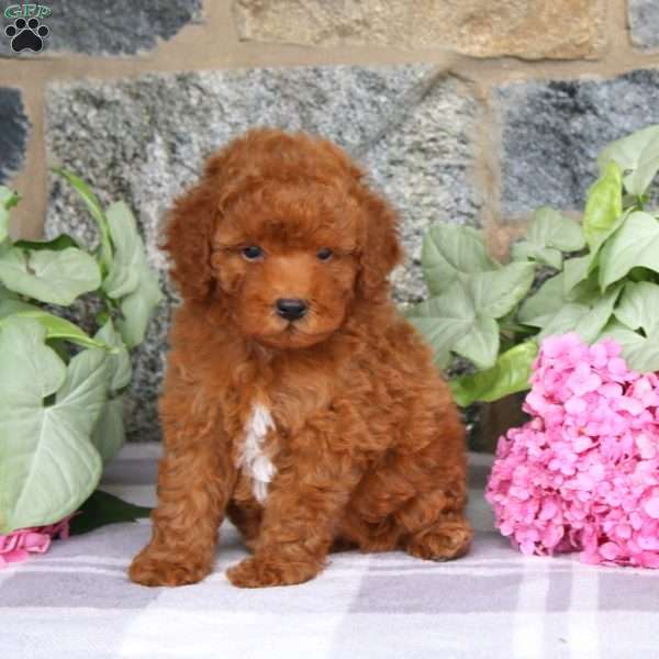 Baxter, Miniature Poodle Puppy