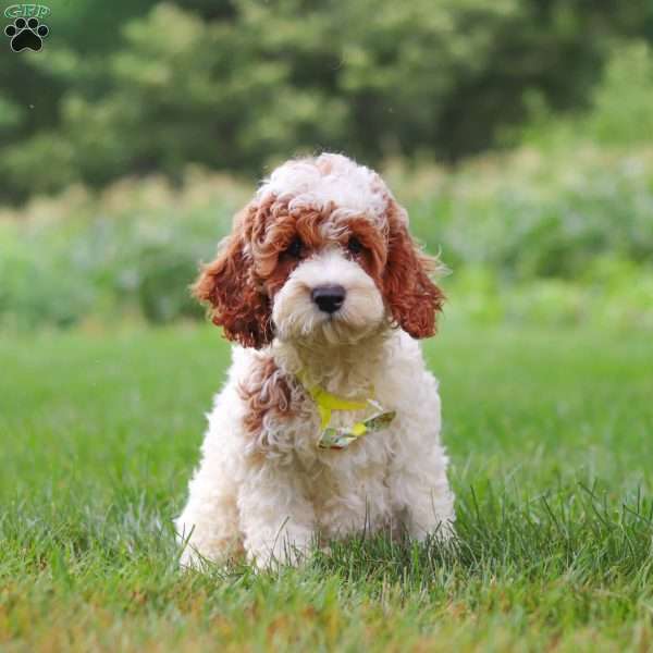 Baxter, Cockapoo Puppy