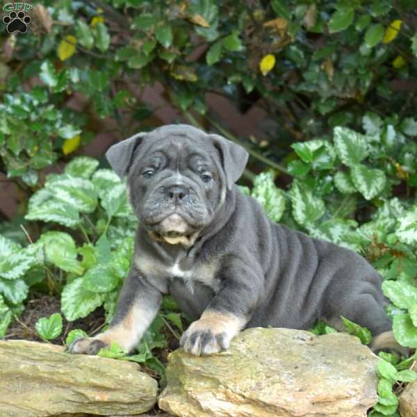 Baylee, Olde English Bulldogge Puppy