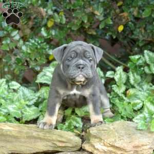 Baylee, Olde English Bulldogge Puppy
