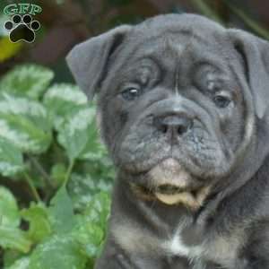Baylee, Olde English Bulldogge Puppy
