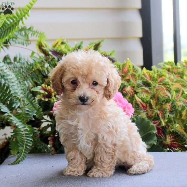 Bean, Bich-Poo Puppy