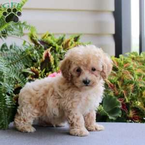 Bean, Bich-Poo Puppy
