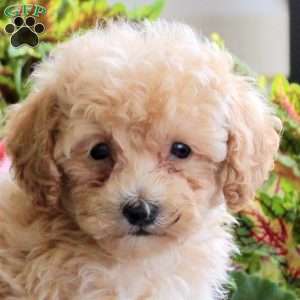 Bean, Bich-Poo Puppy