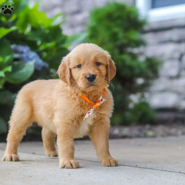 Bear, Golden Retriever Puppy