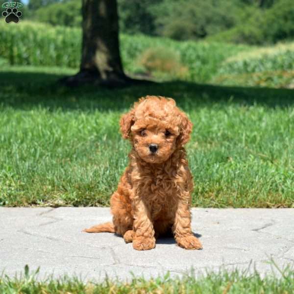 Bear, Mini Goldendoodle Puppy