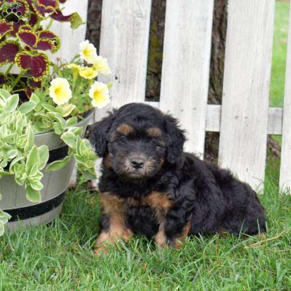 Bear, Mini Whoodle Puppy