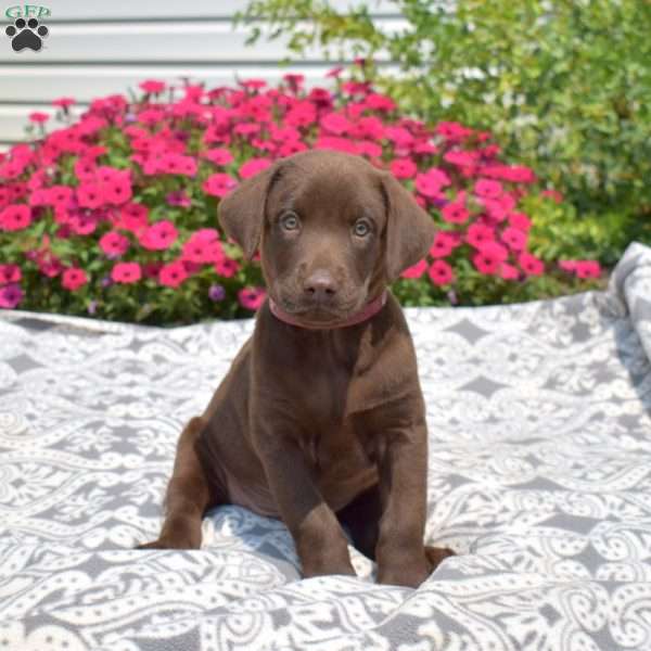 Bear, Chocolate Labrador Retriever Puppy