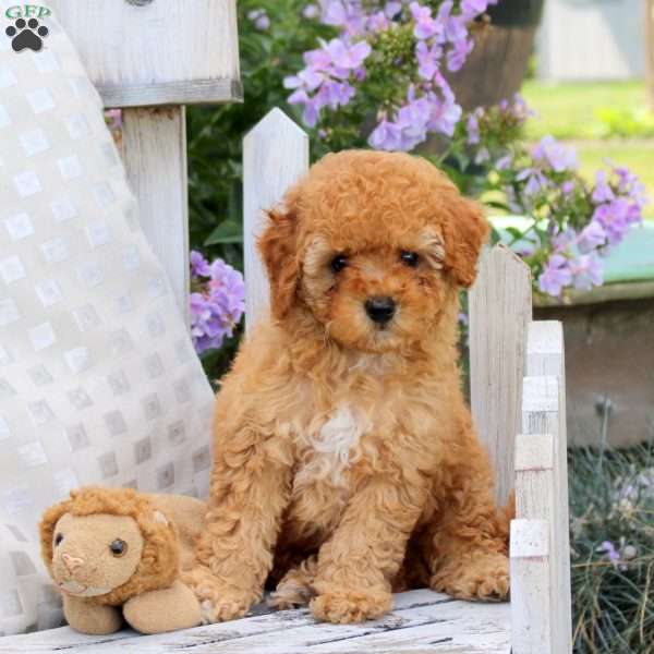 Bear, Miniature Poodle Puppy
