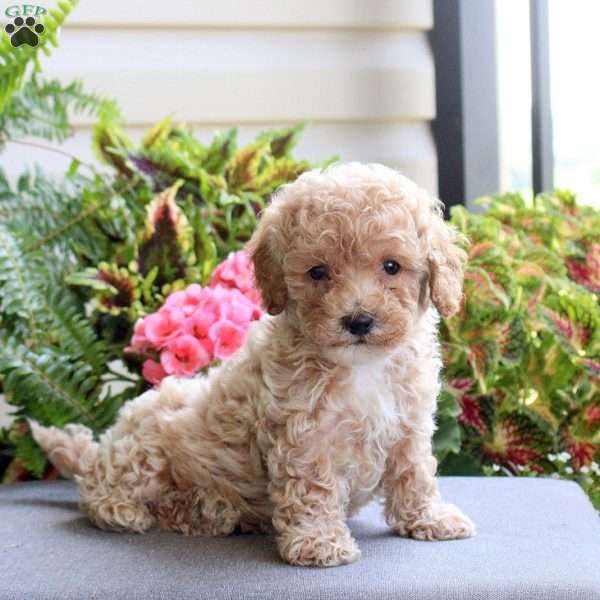 Bear, Bich-Poo Puppy