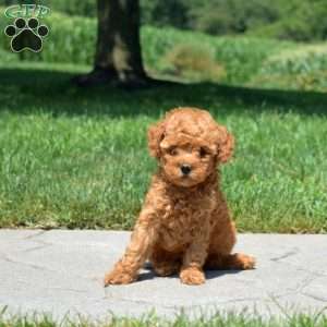 Bear, Mini Goldendoodle Puppy