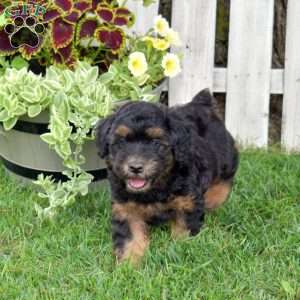 Bear, Mini Whoodle Puppy