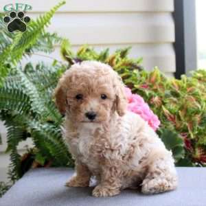 Bear, Bich-Poo Puppy
