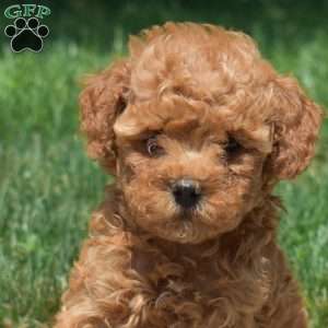 Bear, Mini Goldendoodle Puppy