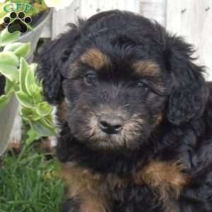 Bear, Mini Whoodle Puppy