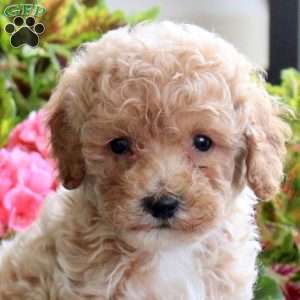 Bear, Bich-Poo Puppy