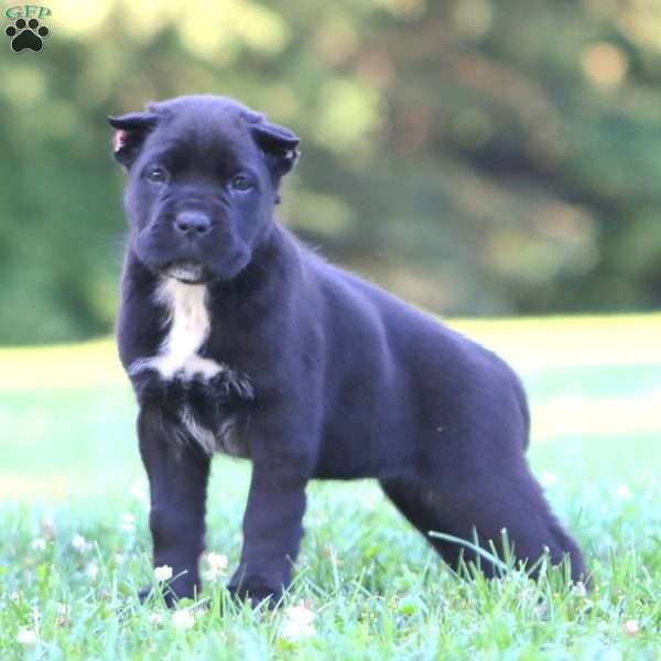 Bear, Cane Corso Puppy