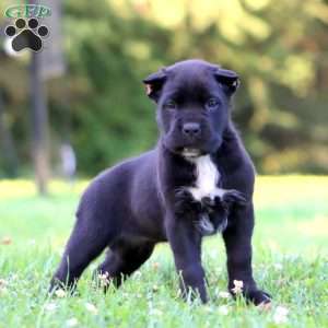 Bear, Cane Corso Puppy