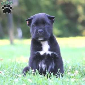 Bear, Cane Corso Puppy