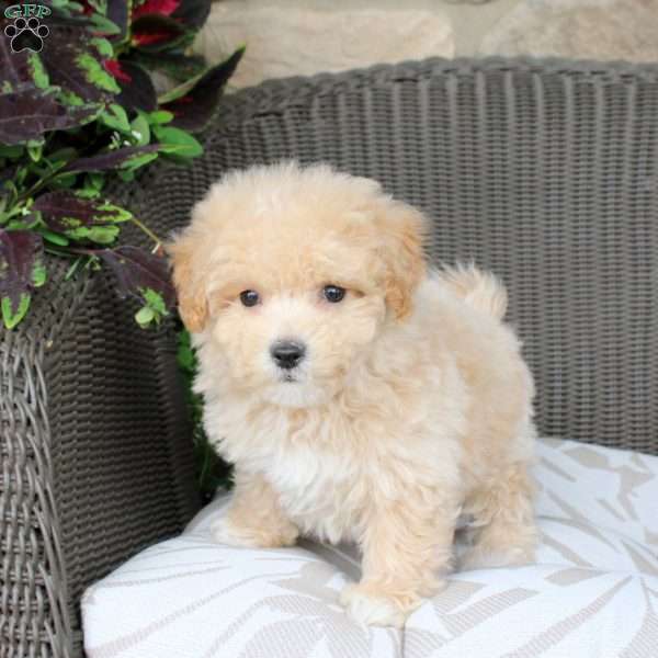 Beau, Bich-Poo Puppy