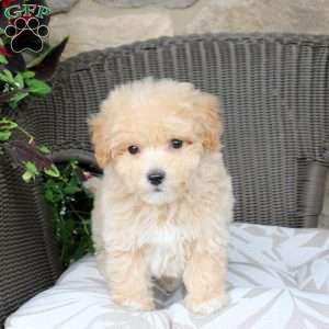 Beau, Bich-Poo Puppy
