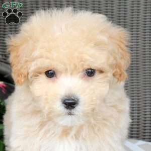 Beau, Bich-Poo Puppy