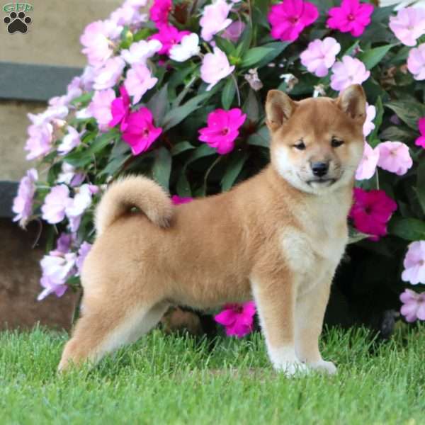Beauty, Shiba Inu Puppy