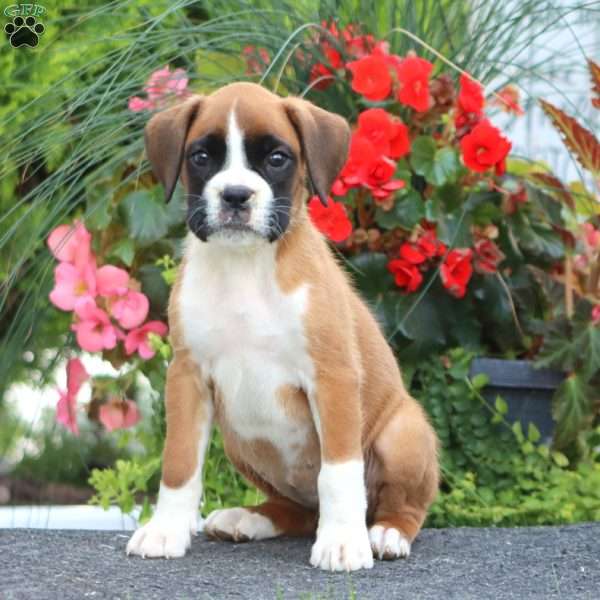 Beauty, Boxer Puppy