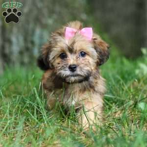 Bebee, Shorkie Puppy