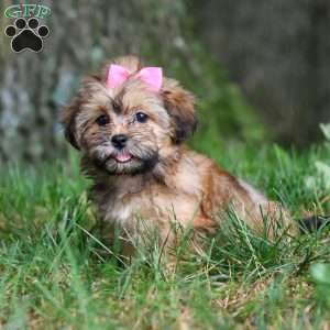Bebee, Shorkie Puppy